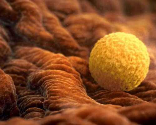 供卵孩子_供卵机构包男孩,北京供卵试管包成功博客（河北供卵试管）